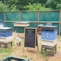 The hives are used for teaching visitors, school kids & trainee beekeepers.