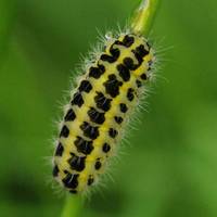 These will supply nectar and pollen for bees, butterflies, moths, flies and other pollinating insects, and leaves for caterpillars to munch.