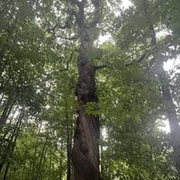 Don’t forget to look up and take in the beauty of some wonderful trees along the route.