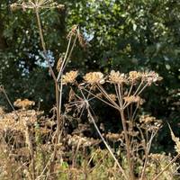 Keep an eye out for the plants and flowers growing alongside the path. So many different shapes and textures.
