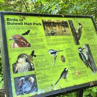 On your left you’ll pass a really handy information board about the birds you’ll find in Bulwell Hall Park. How many will you find today?