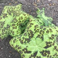 Check out the weird and wonderful plants in the Victoria Tower Gardens