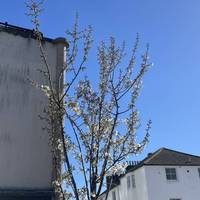 Continue ahead on Trafalgar Street for a few minutes until you reach the end of the street. You may spot some blossom trees along the way.