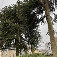 Look out for two amazing monkey puzzle trees in a garden on the right hand side.