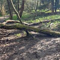 Another fallen tree but you can step over it if you are reasonably careful and fit.