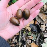 There are lots of acorns from the oak trees on the ground in October. Acorns are not produced until a tree is at least 40 years old.