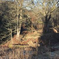 After Trotters Bridge the path follows the right hand bank through the trees, there is an old pumping station to explore. 