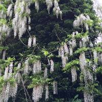 Wisteria hysteria! Wisteria is very hardy and can grow in poor quality soil.