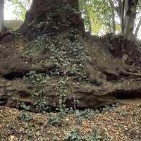 Between the houses, look right for exposed rock where tree roots grow over and between the layers, known as strata.