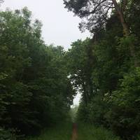 As we enter the woods you can see the straight path cutting through the deciduous woods.