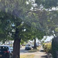 Continue down the tree-lined street and safely cross over to walk down the other side of the road.
