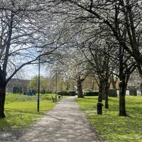 Blossoming trees in Shandy street park