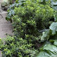 There is a wide variety of plants on the way.