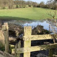 Welcome to the Weston Woods walk. Start by crossing the stile off Weston Lane and head across the field to approach the wood.