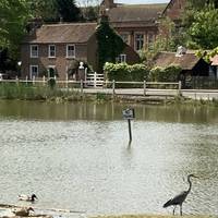 The Mill Pond is arguably the jewel in the crown of Shenfield Common. It acts as a magnet for human visitors and for wildlife.