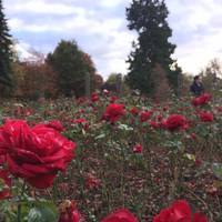 The park has an exquisite Rose garden with great information about the different types of roses. A dream for flower lovers like us.