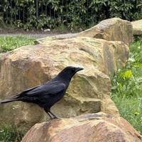 Follow the path away from Meanwood Rd. What nature can you spot? Perhaps you’ll be greeted by some beautiful crows too.