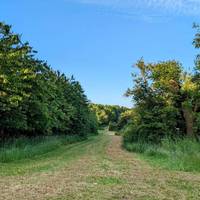 There are cherry trees on your left here and hawthorn on your right, the cherries ripen to red in summer.