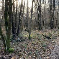 The coppiced wood , heading south west.