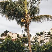 Coconut anyone? 