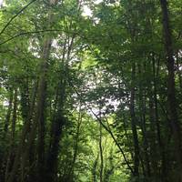 Walk straight down from the entrance and head to the stream on the tree lined path. The park is full of birds, keep an eye out