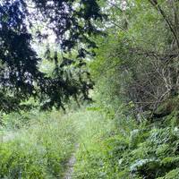The woodland contains many local and rare tree species including Ash, Wych Elm and Wild Cherry.