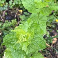 Garlic mustard or Jack by the hedge will soon flower!