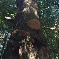 Look closely and you'll see some pretty epic fungi. This is a type of bracket fungus and it's a mushroom you definitely shouldn't try to eat