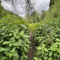 Emerge from the trees onto a very narrow path which can be over overgrown like this in late spring / summer.