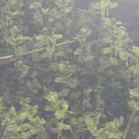 The clear skies and clearer water make for great pondweed and pond life spotting.