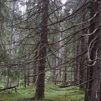 We wanted to reach the top of the mountain, called Ärtknubben, which has an amazing view. 