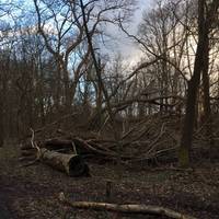 ... which were part of the first attempts to afforest the dune reserve.
