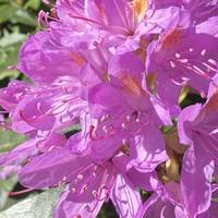 The rhododendron’s were in bloom