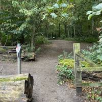 At the far end of the car park, look for an opening in the edge to head back into the wood along the dirt path.