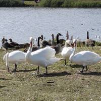 The swans all gather here for feeding. People like to park and watch them from the cars.