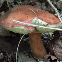 In autumn, woodlands like this are full of fungi like this Bay Bolete. Boletes have spongy hollow pores rather than gills!