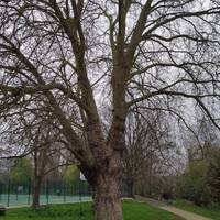 Take the path that follows the river. This majestic London Plane tree predates the park. The land was farmland owned by Warren Farm.