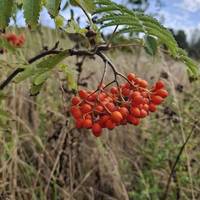Turn right to stay on the meadow path, in this area, you will spot lots of saplings. Like this vibrant Rowan with it's orange berries.
