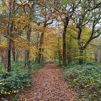 Take an autumnal strole through ancient woodland. Spot fungi, bask in the colours of the season, and let your senses guide you 🍄🍂