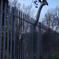 There's some weird wildlife peering over the fence.