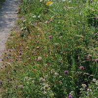 Chalkland flowers in abundance along the footpath
