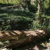 Another fallen tree. As it decomposes, it adds more nutrients to the ground for other plants & trees to grow.