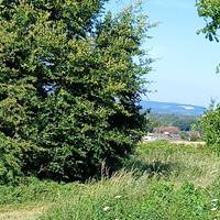 Having walked slightly downhill turn right and follow the path along the top edge of the field.
