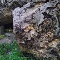 The large logs were once growing in the park. They are a  great habitat for insects, such as the stag beetles, who live on decaying wood.