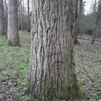 Along the way, you'll find lots of bird singing in the trees (even on a grey day). Head anti-clockwise around the lake