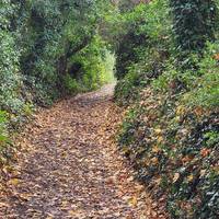 Head down the lush green path.