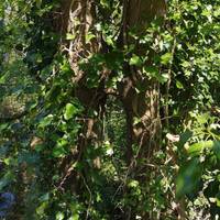 Look carefully on the left at the end of the bridge to find the Two Towers tree. See how the trunk has split & rejoined further up?