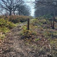 Follow the path to the edge of the woods.