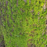 Some lush moss on the trunk.of a lime tree.