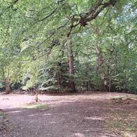 At the big tree, turn left
